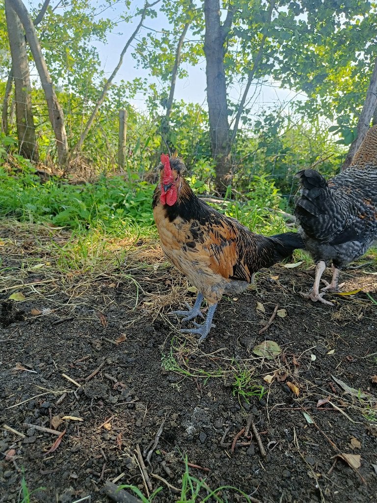 Brabantse hoen haan, Dieren en Toebehoren, Mannelijk, Kip