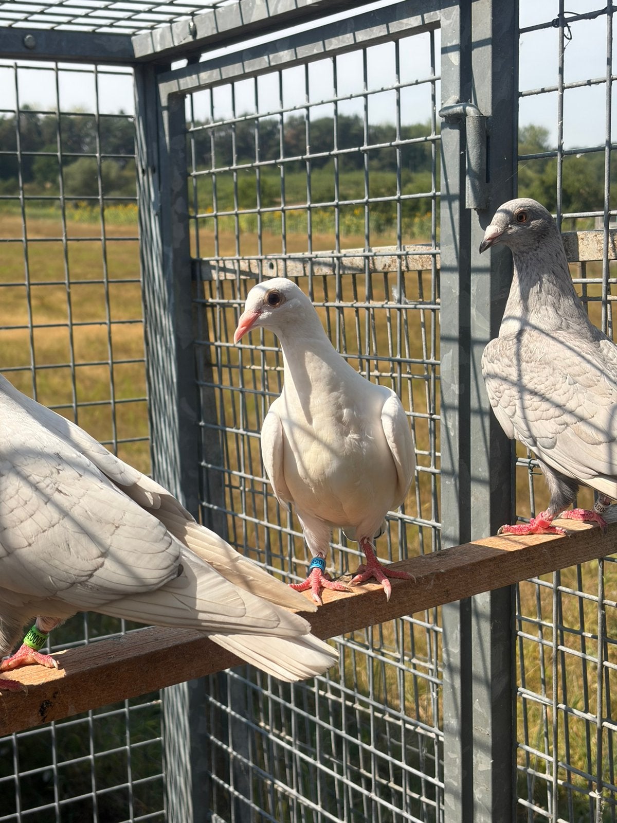 Pigeon voyageur 2026
