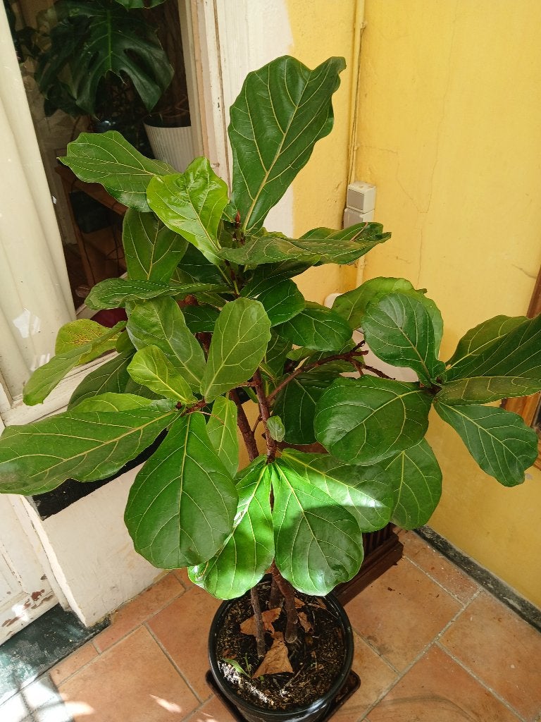 Ficus plantes vertes, Ficus, En pot, 150 à 200 cm, Enlèvement