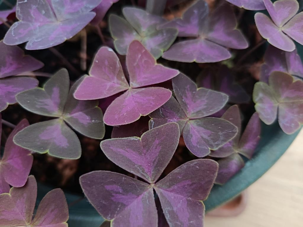 Oxalis, Ophalen