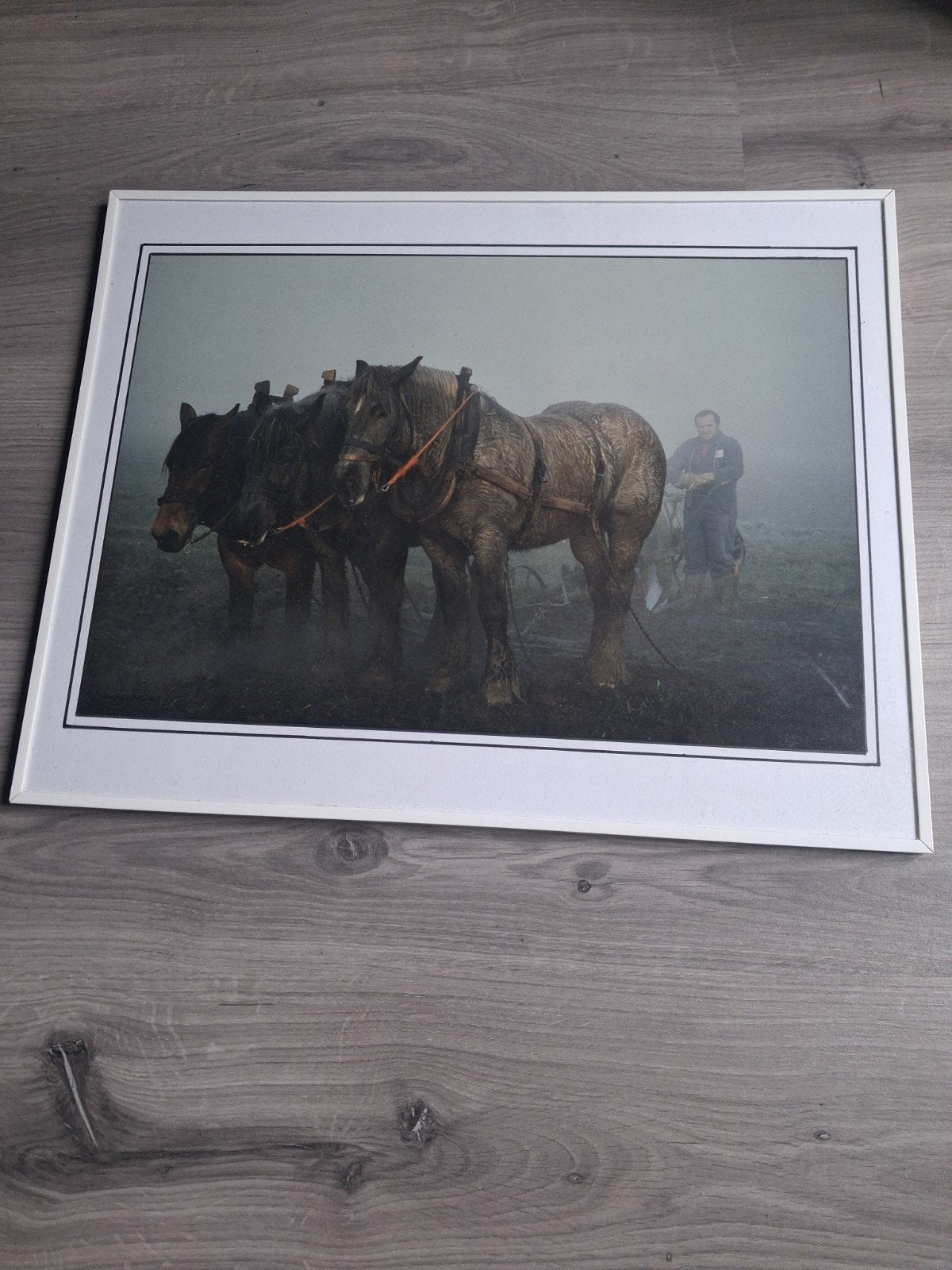 Mooie foto kader met Brabantse paarden, Antiek en Kunst, Kunst | Tekeningen en Fotografie, Ophalen, Foto