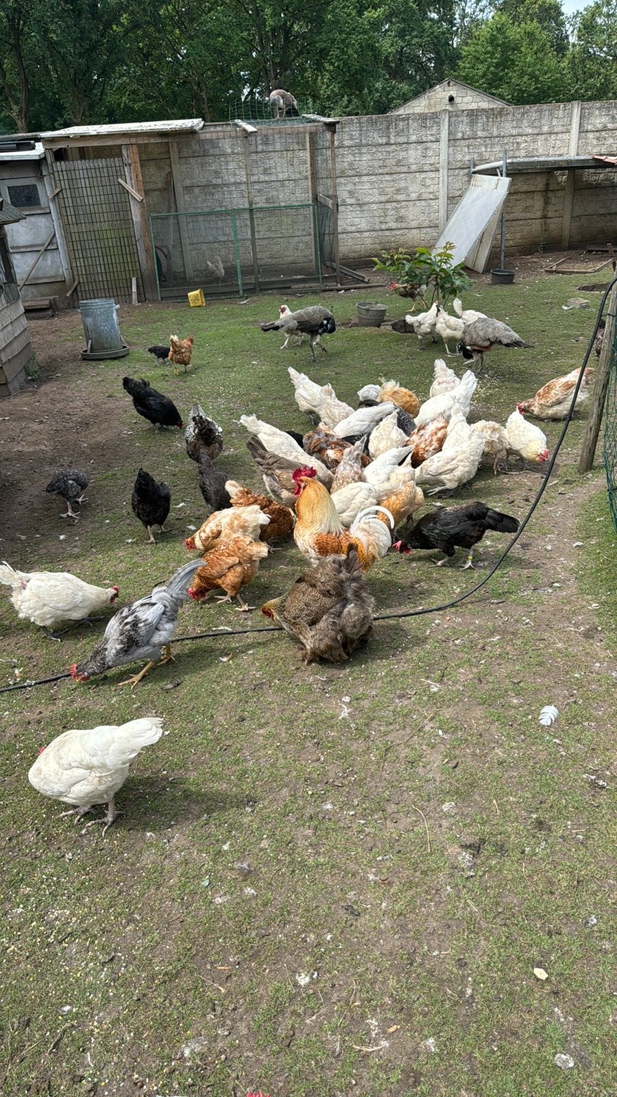Poulets à vendre, Femelle, Poule ou poulet