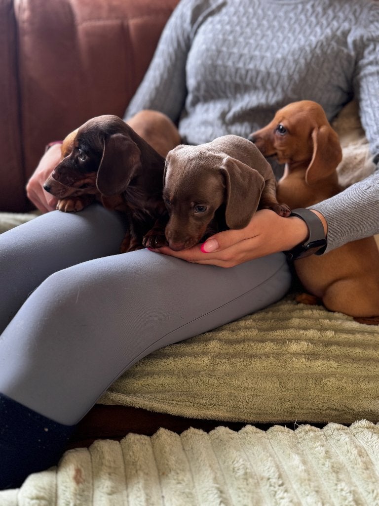 Prachtige dwergteckelpups, België, Fokker | Hobbymatig, 8 tot 15 weken, Korthaar