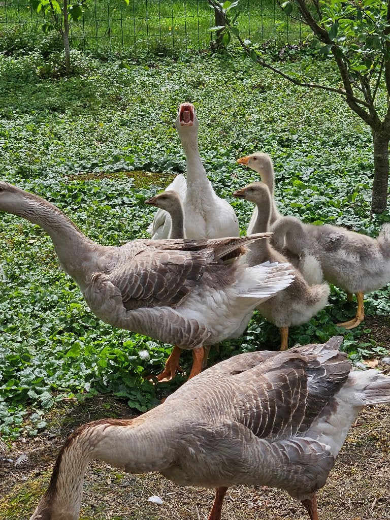 Moeder gans met 4 kuikens, Dieren en Toebehoren, Pluimvee, Meerdere dieren, Gans of Zwaan
