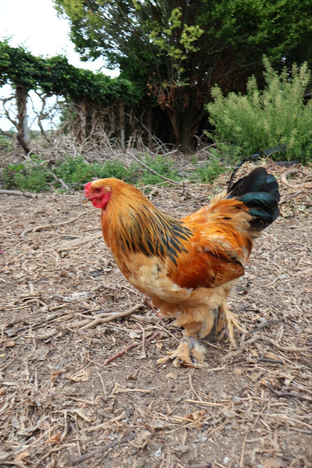 Brahma-kriel hanen (09/2025), Mannelijk, Kip