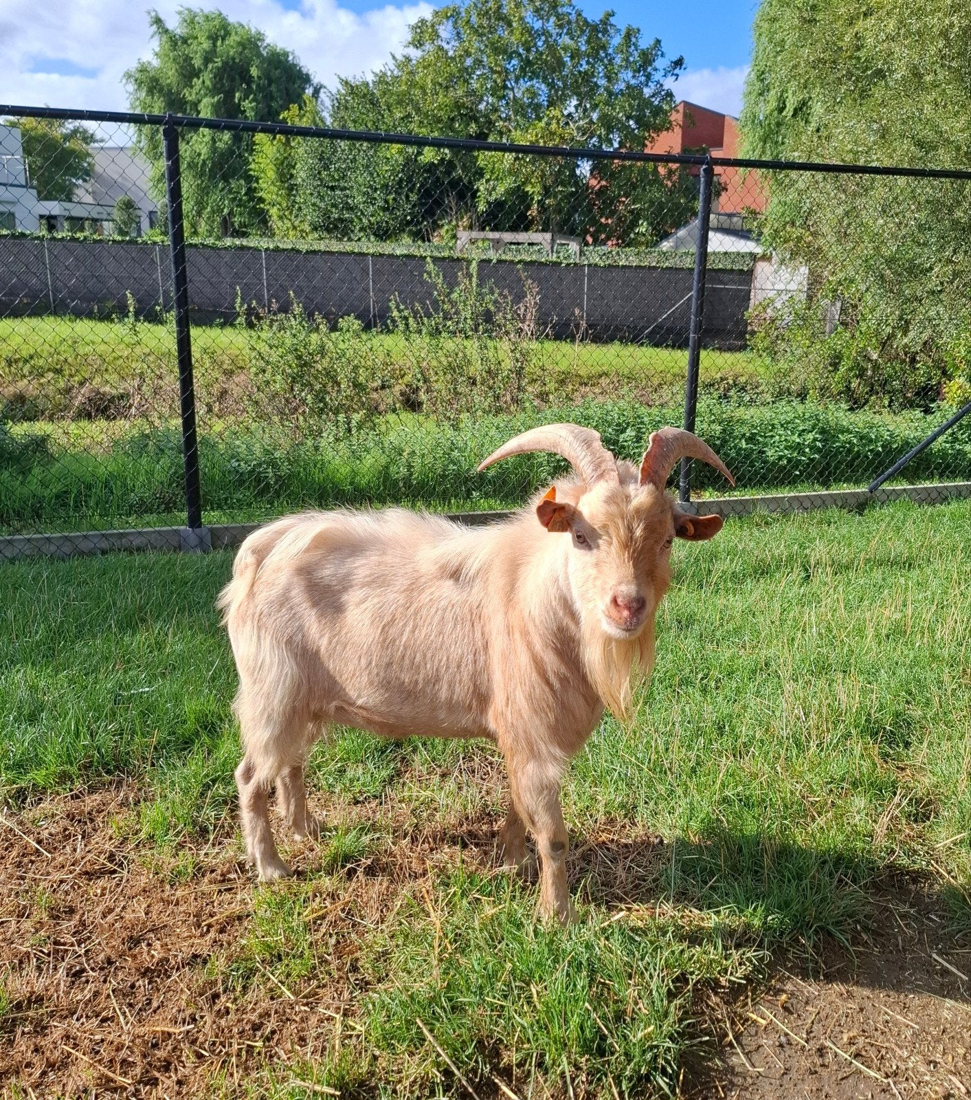 Dwerggeit Bok, Mâle, Chèvre