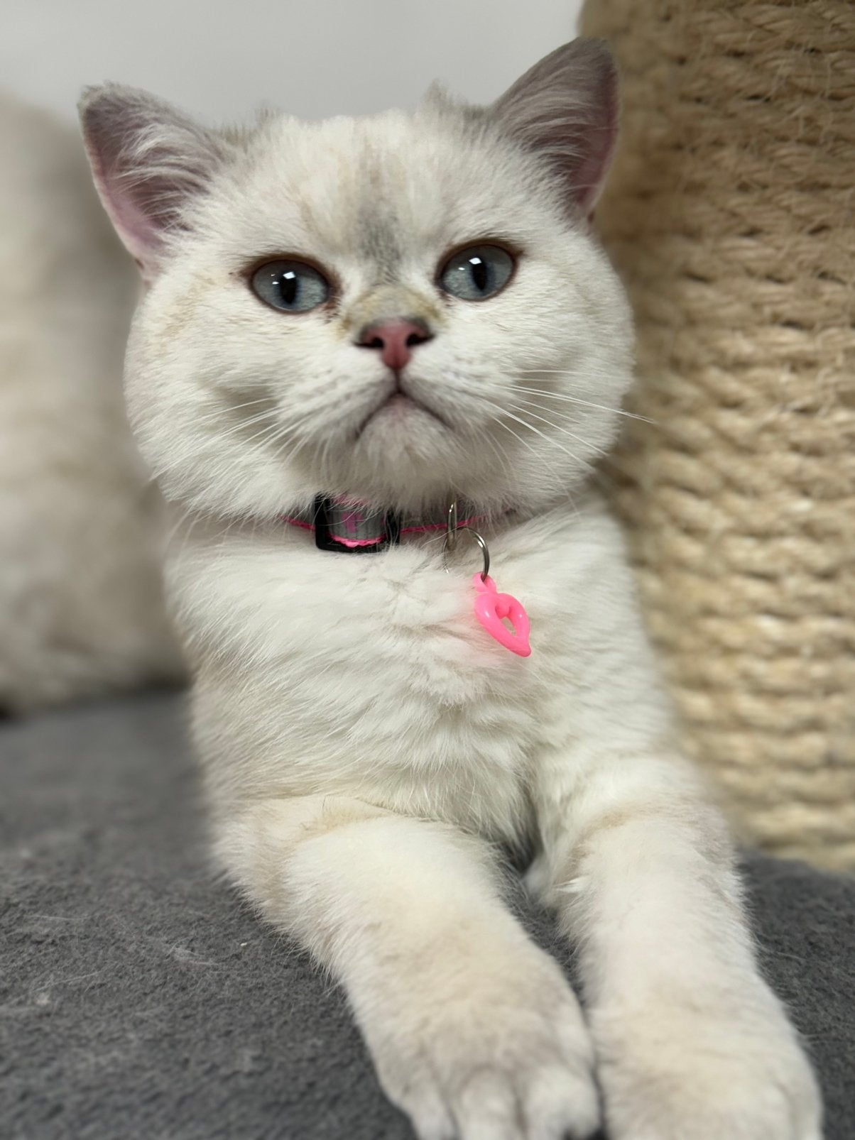 kitten Britse korthaar poes, Animaux & Accessoires, Chats & Chatons | Chats de race | Poil ras, Chatte ou Chat, 0 à 2 ans, Avec puce électronique