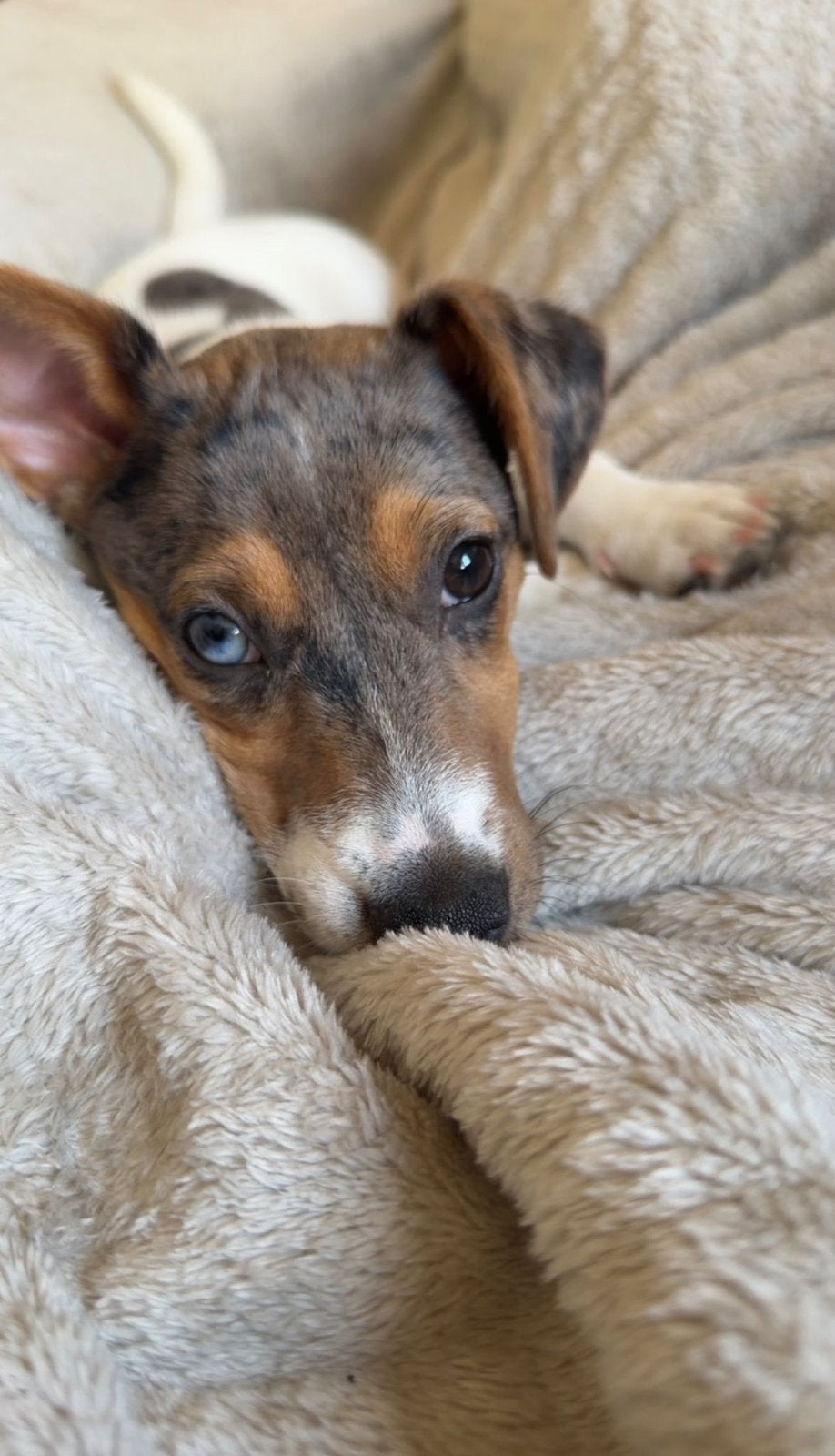 Lieve, energieke pup zoekt een fijn nieuw thuis, Dieren en Toebehoren, Teef, Eén hond, Nederland, Particulier