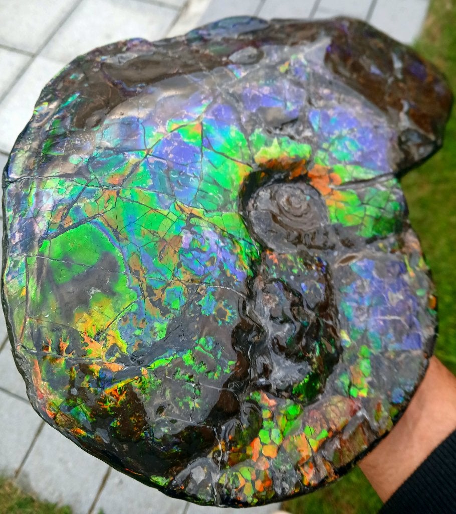 Fossile ammonite 30cm rare canadian Placenticeras meeki, Collections, Enlèvement ou Envoi, Fossile