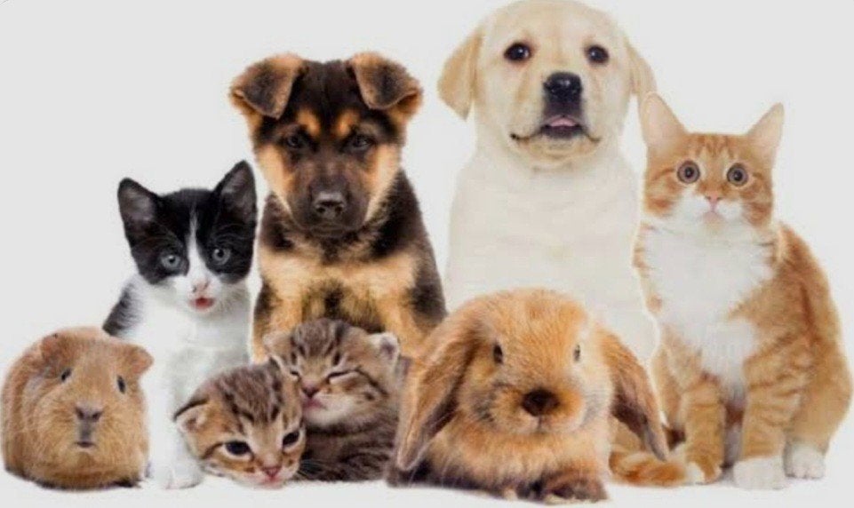 Garde animaux, Enlèvement ou Envoi, Neuf