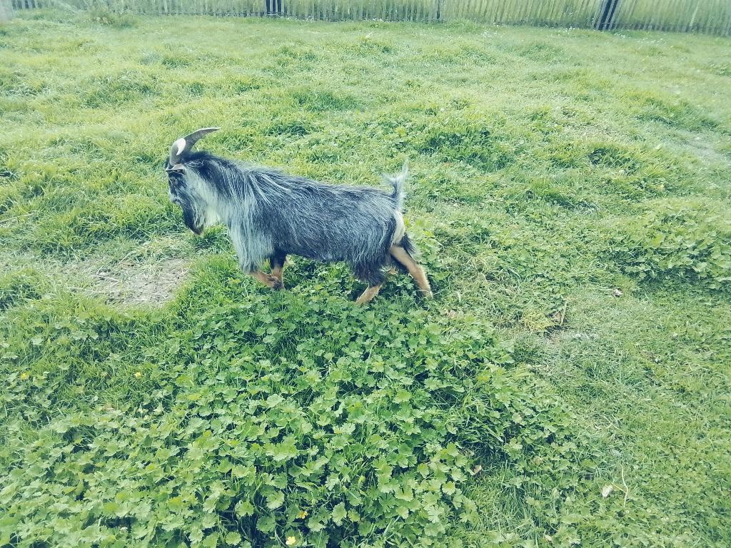 Dwerggeit bok, Dieren en Toebehoren, Schapen, Geiten en Varkens, Mannelijk, Geit, 3 tot 5 jaar