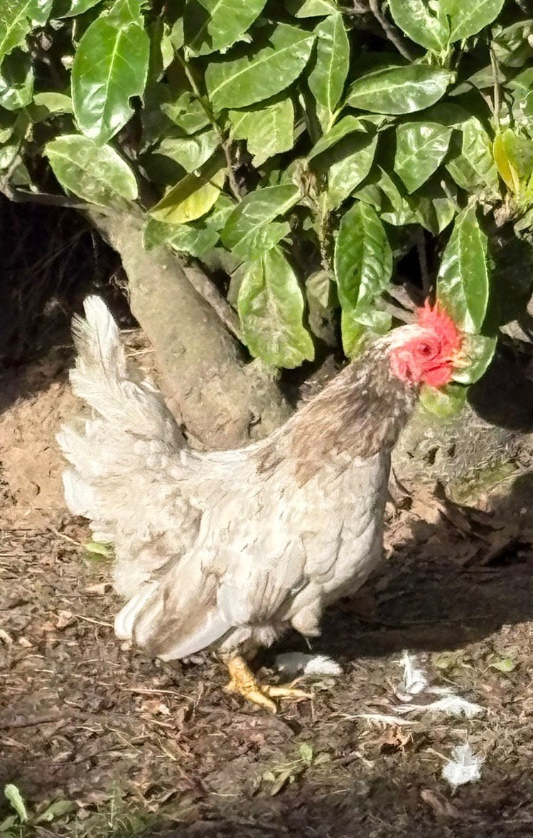 Chabo kipoen haan, Dieren en Toebehoren, Mannelijk, Kip