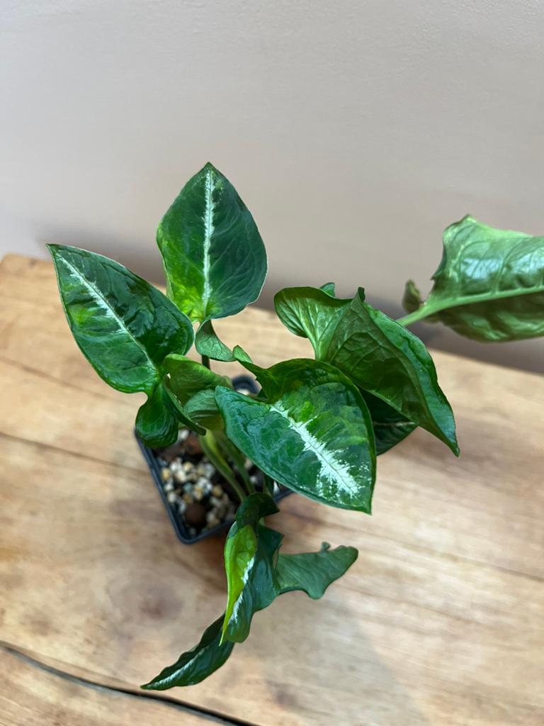 Syngonium Wendlanii Scrambled Eggs, Envoi