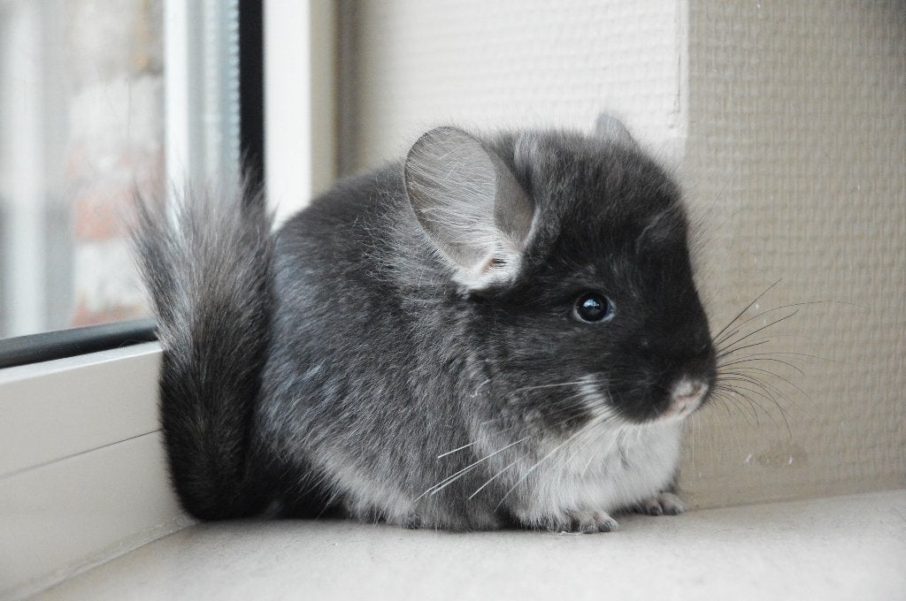 chinchilla black pearl  Angora bokje, Animaux & Accessoires, Chinchilla, Mâle, Domestique, Mai