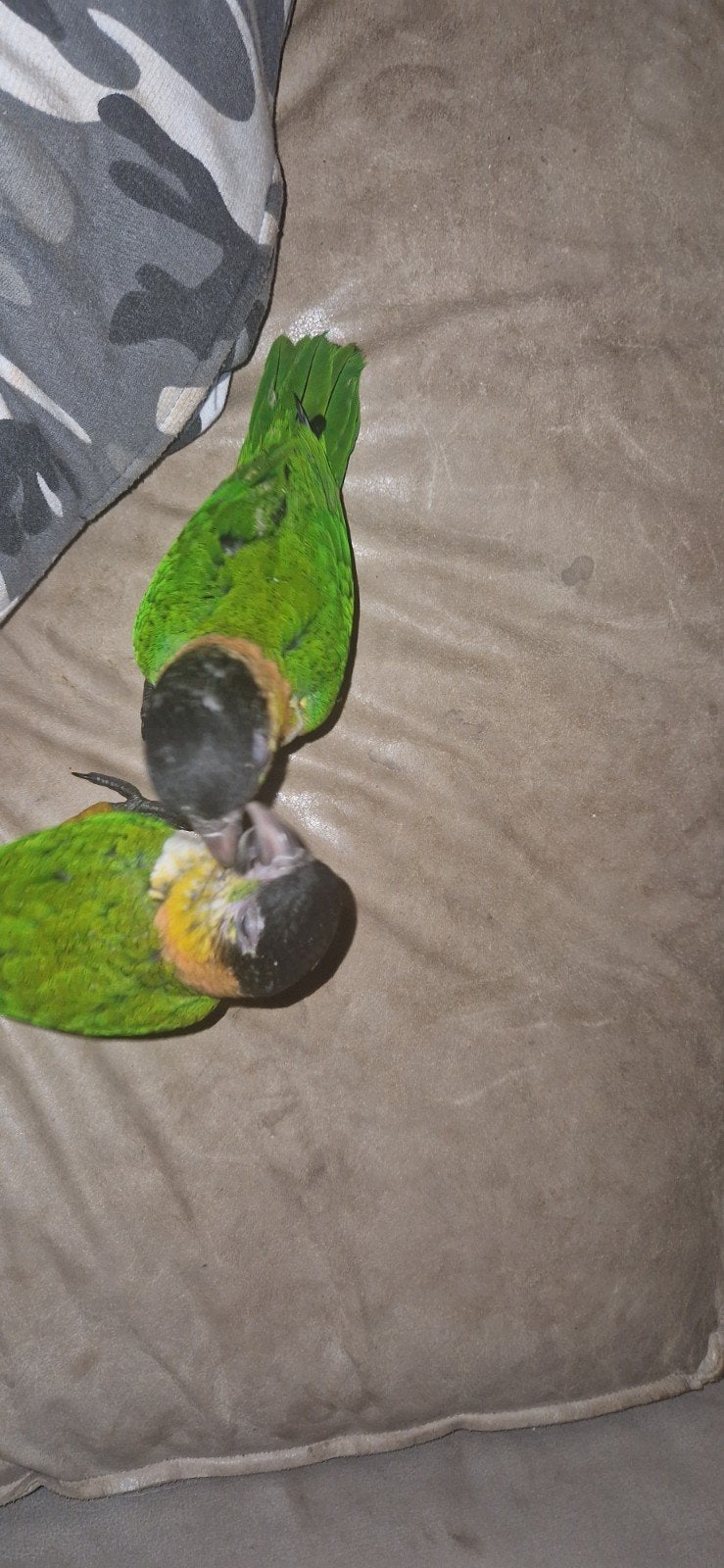 2 caique zwartkoppen, Dieren en Toebehoren, Geslacht onbekend, Papegaai, Tam