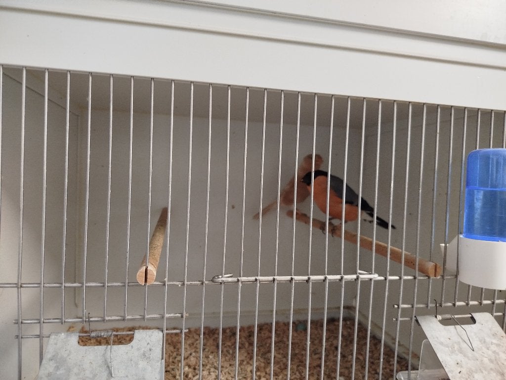 Koppel goudvinken, Dieren en Toebehoren, Vogels | Overige Vogels