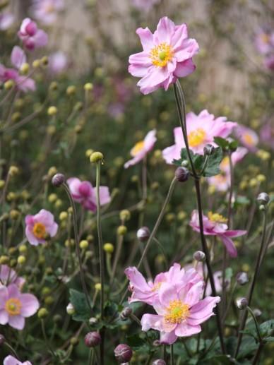 Anemone Konigin Charlotte, Ophalen