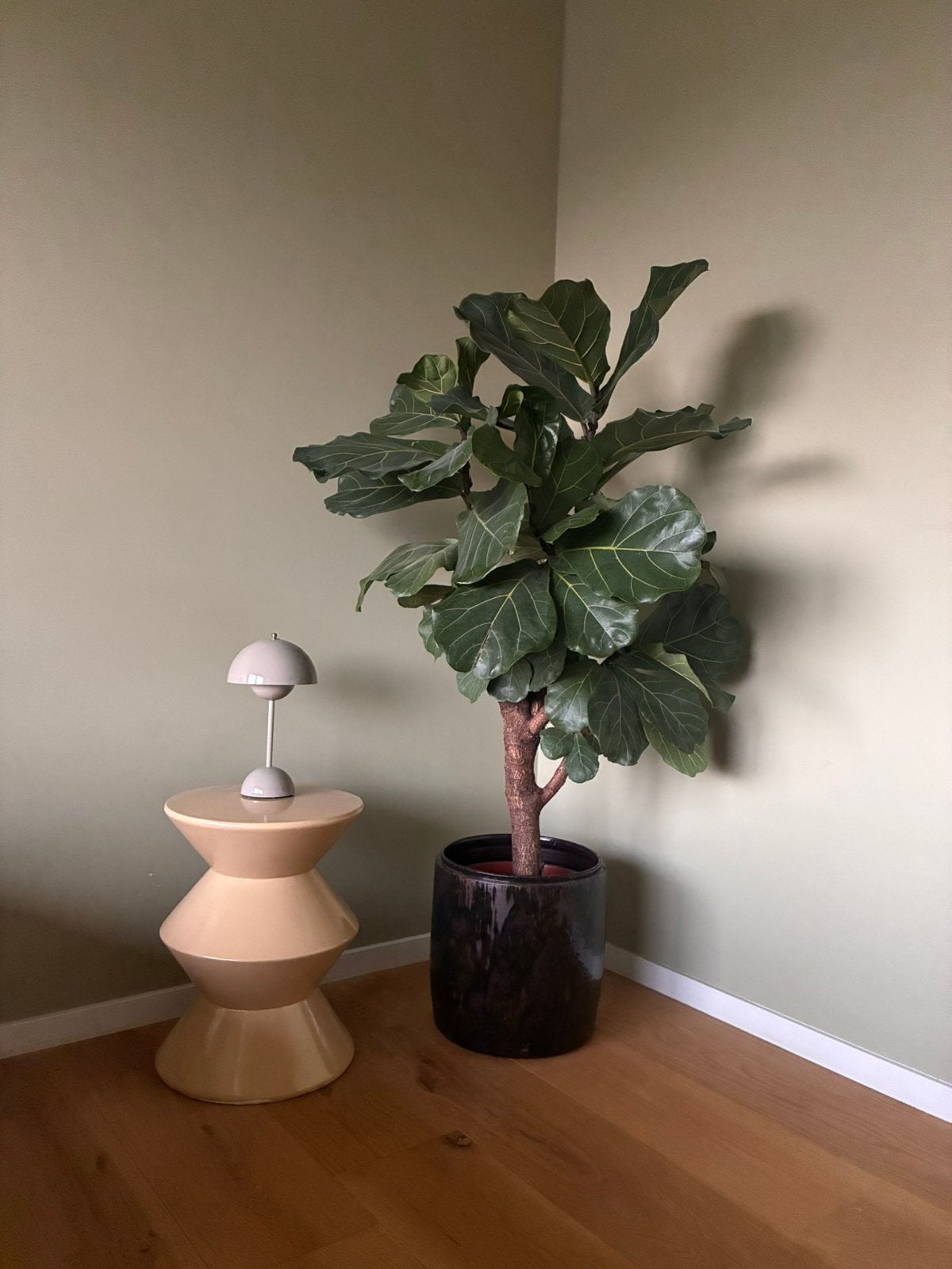 Ficus Lyrata kamerplant boom boompje vertakt, Ophalen, Ficus