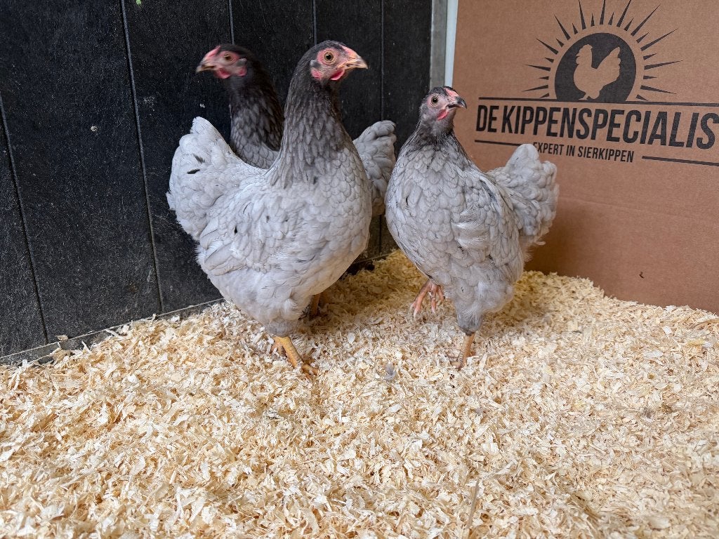 Jonge tamme Wyandotte kriel kippen gesekst en ingeënt, Dieren en Toebehoren, Pluimvee, Vrouwelijk, Kip