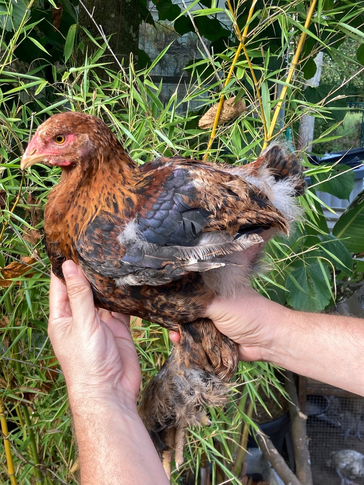Koppel Brahma goudpatrijs, Dieren en Toebehoren