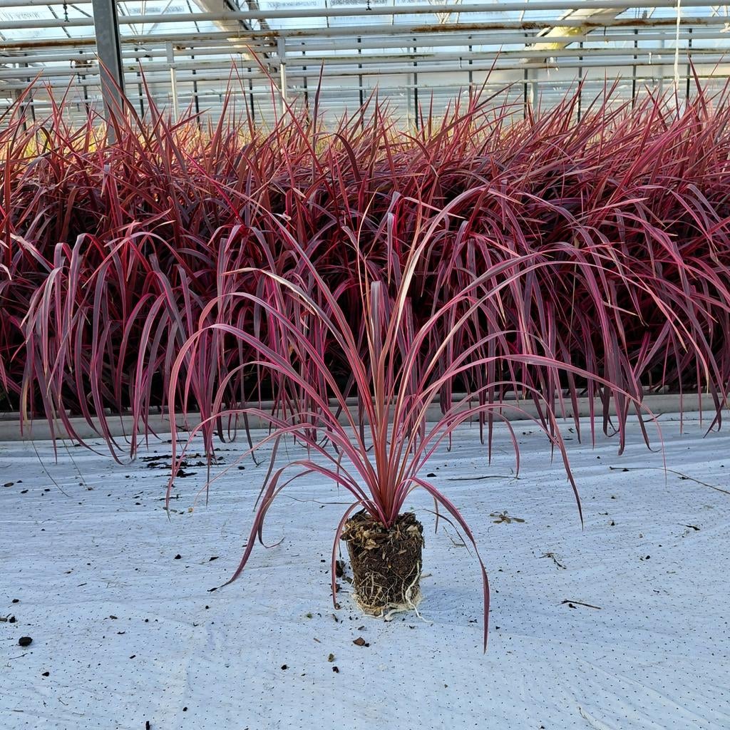« Salsa » à la cordyline, Enlèvement ou Envoi