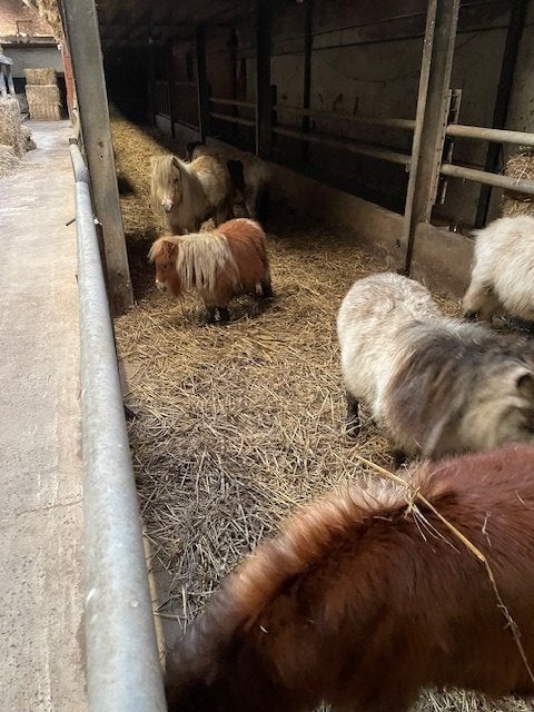 Stal te huur voor pony's of half grote paarden te Lennik, Dieren en Toebehoren, Stalling, 4 paarden of pony's of meer