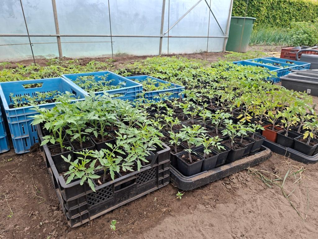 Tomaten planten roma en hybride, Ophalen