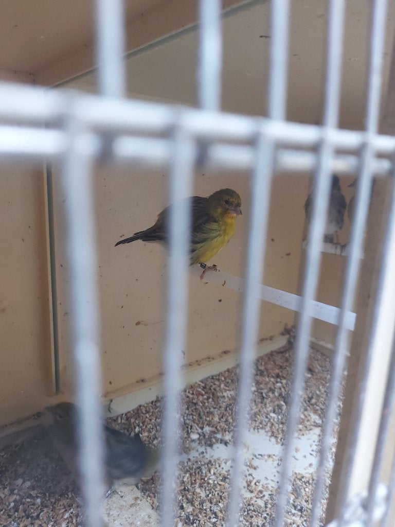 Five fancy kanaries, Dieren en Toebehoren, Meerdere dieren, Postuurkanarie