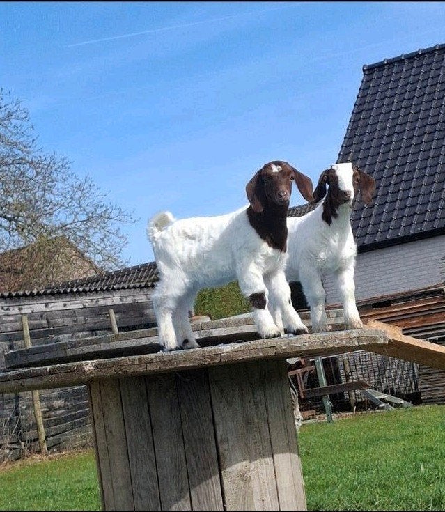 boergeit bok gevraagd, Dieren en Toebehoren