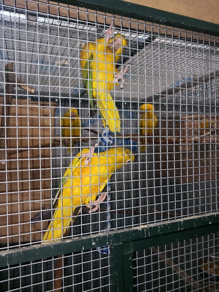 goudparkieten te koop of ruilen, Meerdere dieren, Papegaai, Geringd