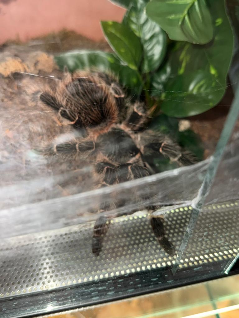 Lasiodora difficilis vrouw, Dieren en Toebehoren