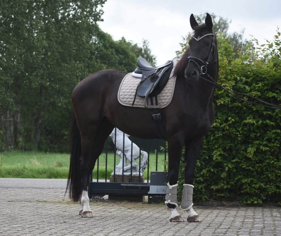 Bloedmooie, 4 jarige Taminiau x Osmium x Gribaldi merrie, Dieren en Toebehoren, Merrie, 3 tot 6 jaar, 160 tot 165 cm, Recreatiepaard