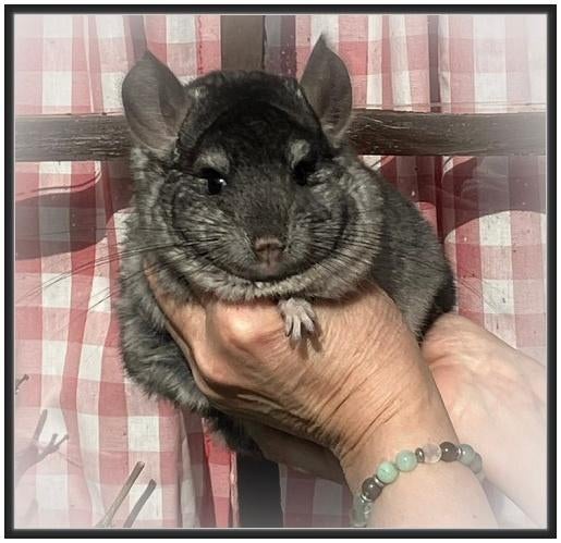 Beau mâle Ebony RPAc Vc 67 % BDc, Animaux & Accessoires, Rongeurs, Mâle, Chinchilla, Août, Domestique