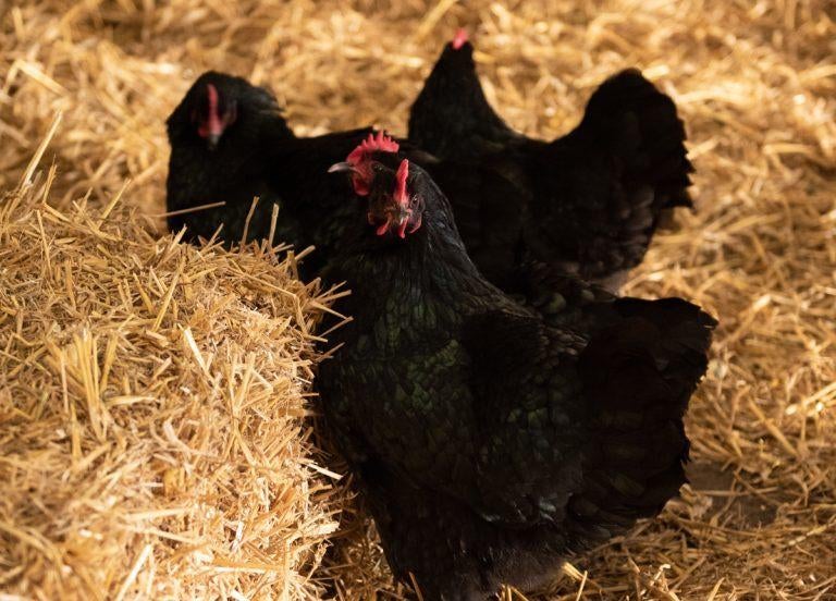 gratis haantjes en 1 hennetje, Dieren en Toebehoren, Meerdere dieren, Kip