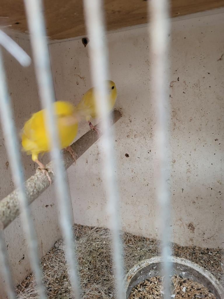 Kweekrijpe koppels kanaries, Dieren en Toebehoren, Vogels | Kanaries