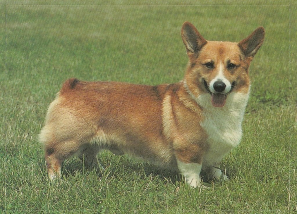 CHROMO  WELSH  CORGI, Ophalen of Verzenden, Nieuw, Dier, Prent