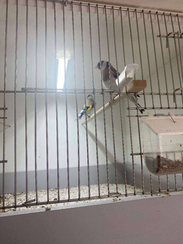 majoor putters ze zijn broedrijp, Dieren en Toebehoren, Vogels | Overige Vogels, Meerdere dieren, Wildzangvogel, Geringd