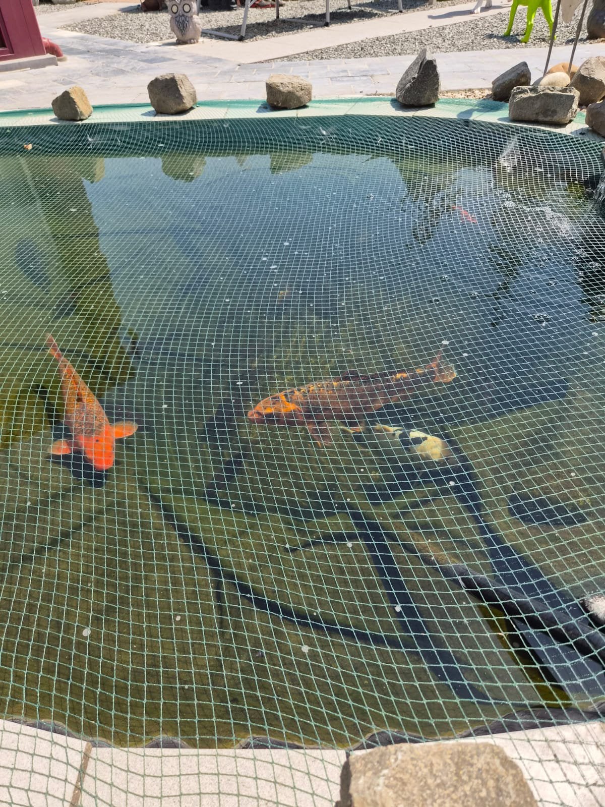 3 Kooi’s, Dieren en Toebehoren