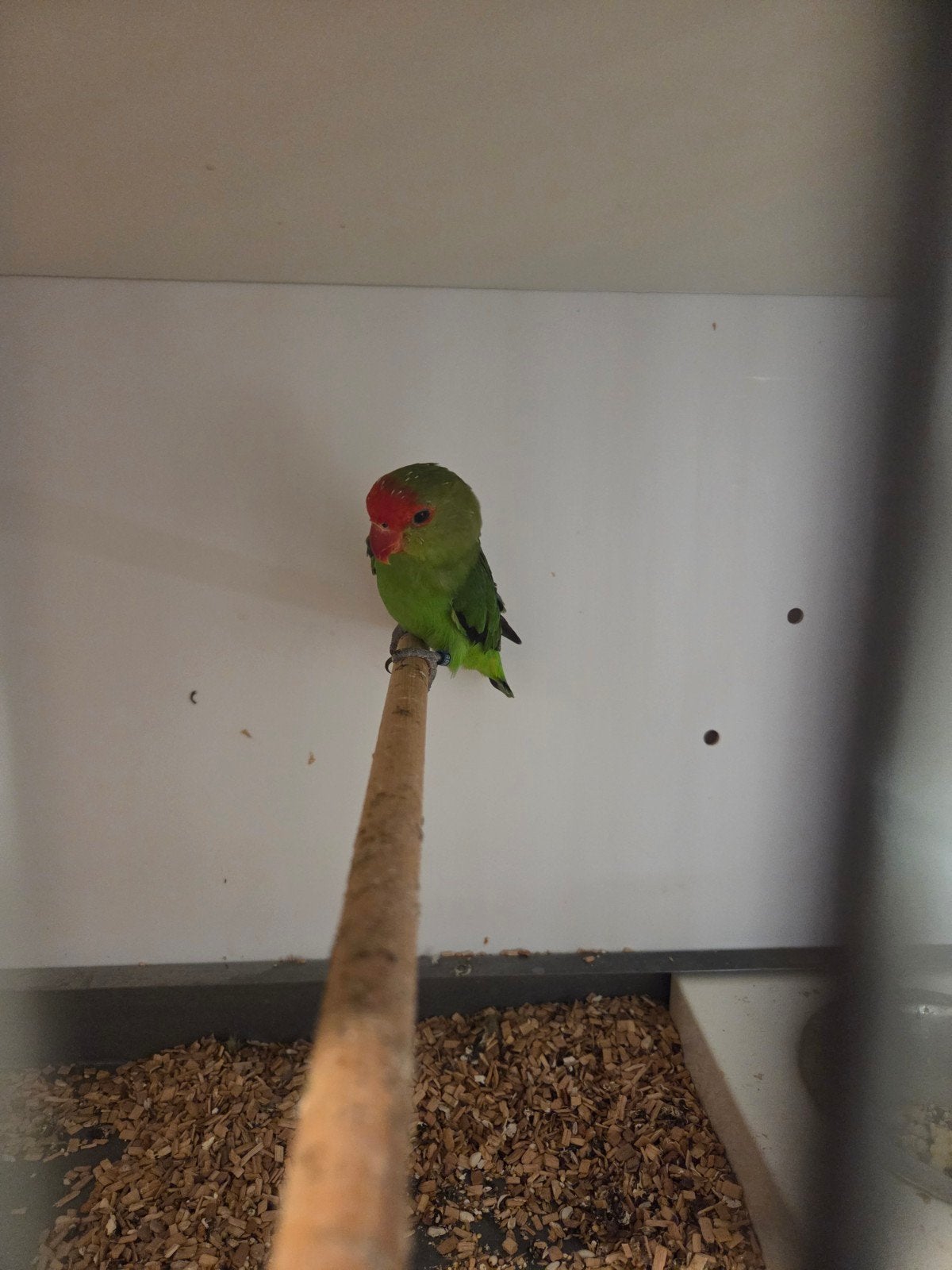 Agapornis Taranta man., Dieren en Toebehoren, Vogels | Parkieten en Papegaaien, Mannelijk, Dwergpapegaai of Agapornis, Geringd