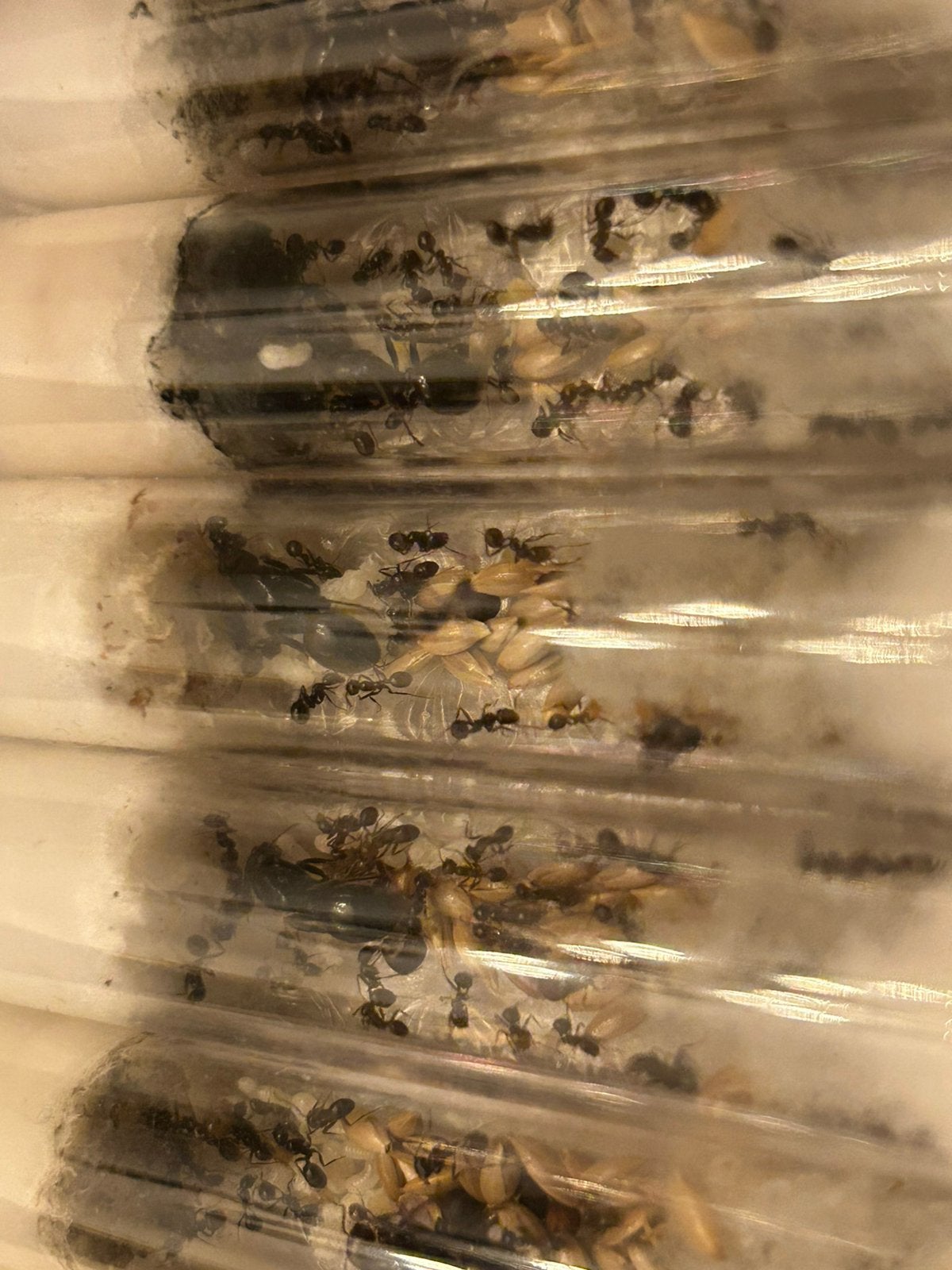 Messor barbarus kolonies te koop / mieren ant kolonie, Mieren