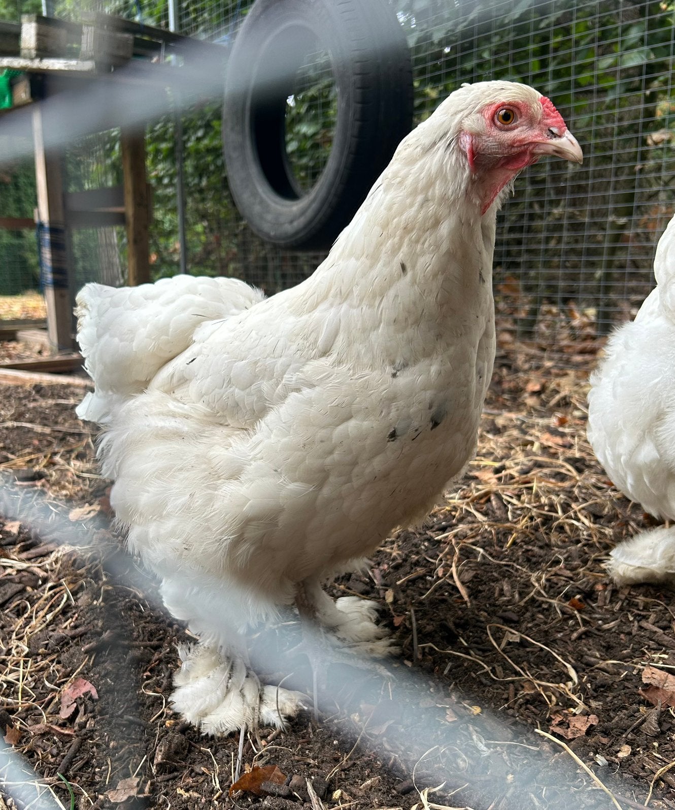 Jonge brahma hennen van verschillende leeftijden, Dieren en Toebehoren, Pluimvee