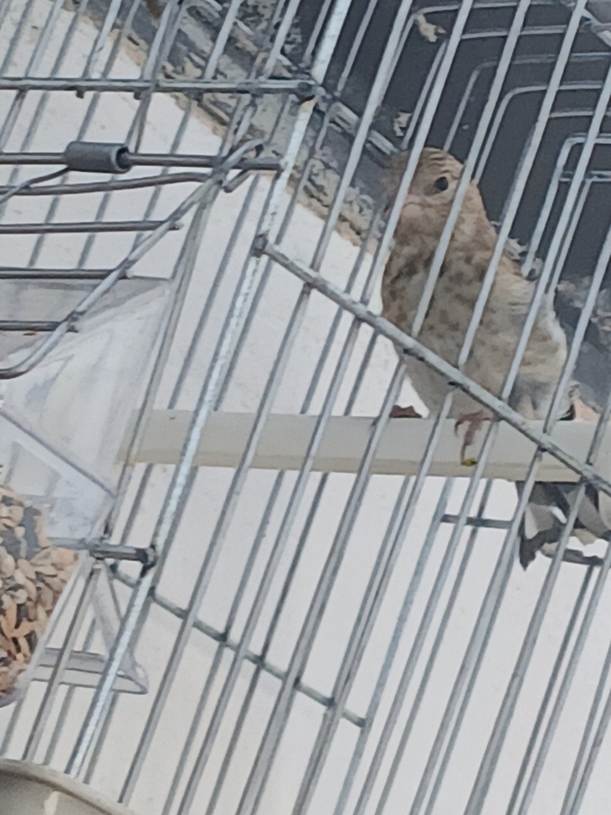 femelle  chardonneret parva  2026. bag, Dieren en Toebehoren, Knaagdieren en Konijnen | Toebehoren, Ophalen of Verzenden