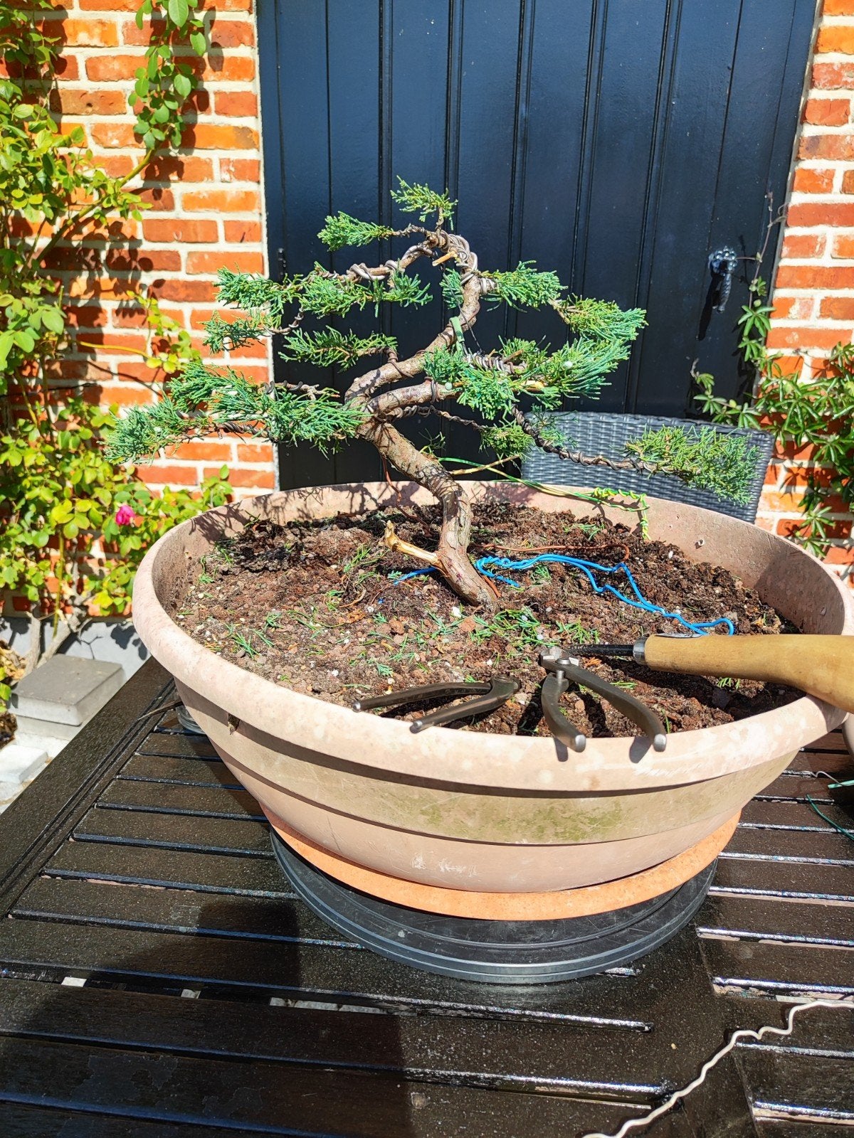 bonsaï juniperus (bleu), En pot, Plein soleil, Autres espèces, Enlèvement