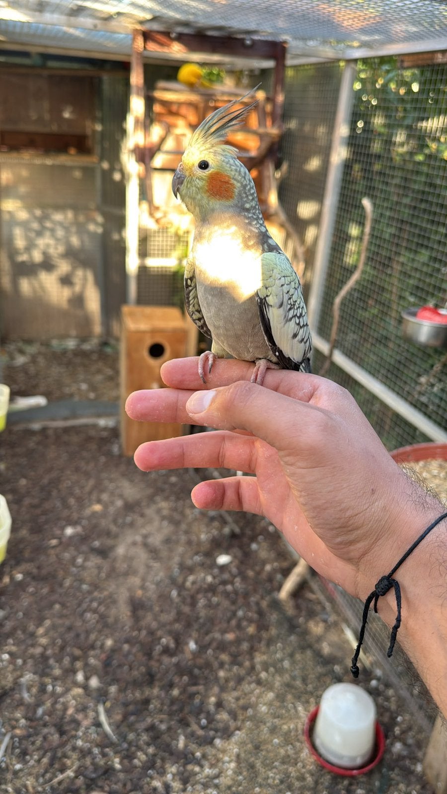 Twee super tamme Valkparkieten te koop jong van dit jaar, Dieren en Toebehoren, Vogels | Parkieten en Papegaaien, Tam