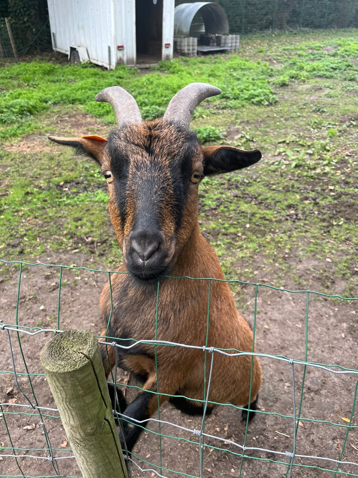 Dwerggeiten bok en mieke, Dieren en Toebehoren, Mannelijk, Geit, 3 tot 5 jaar