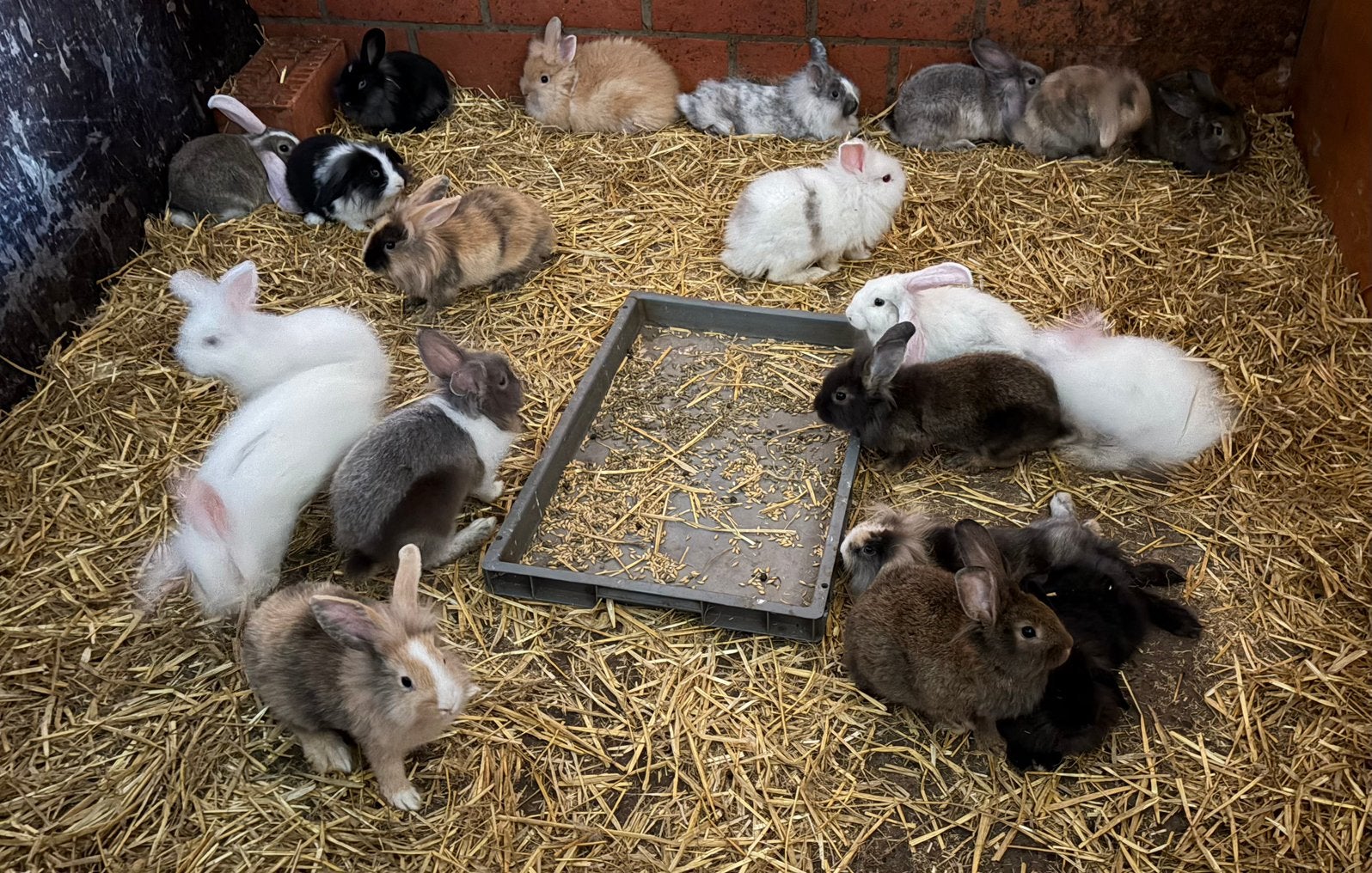Konijnen, Dieren en Toebehoren, Konijnen, Meerdere dieren, Klein, Hangoor, 0 tot 2 jaar