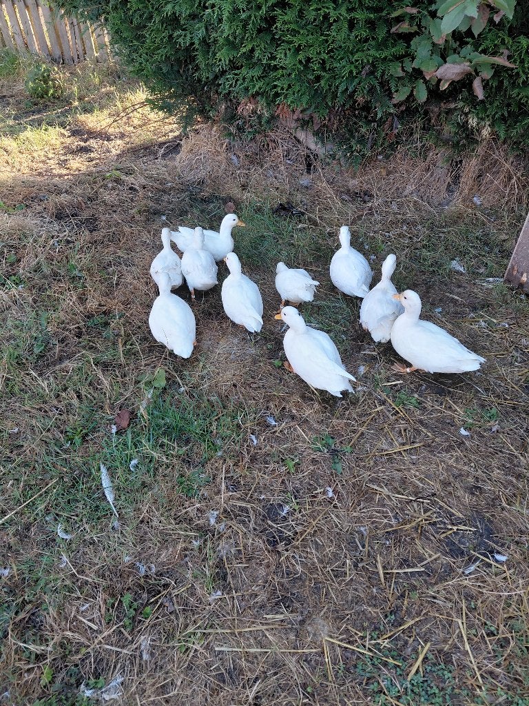 Witte hollandse kwaker, Plusieurs animaux, Canard