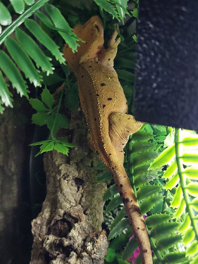 Wimpergekko dalmatiër, Dieren en Toebehoren