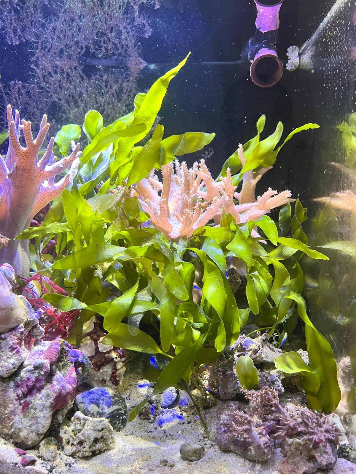 Caulerpa macroalg – mooie volle porties, Dieren en Toebehoren