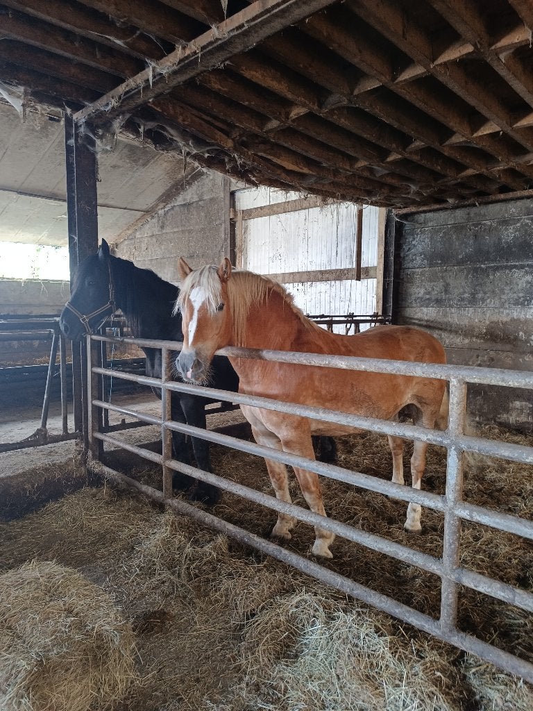Paarden, Dieren en Toebehoren, Overige Dieren-accessoires, Ophalen of Verzenden